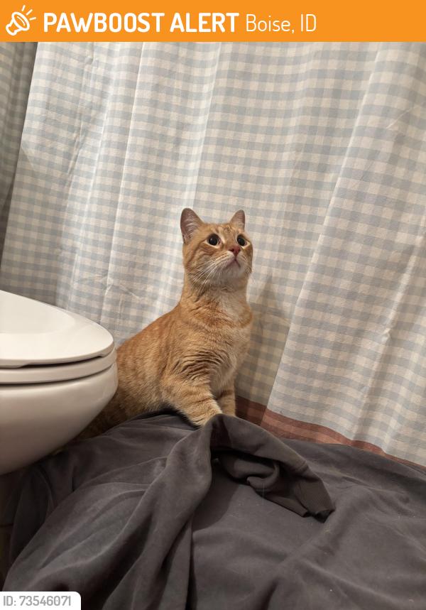 Found/Stray Male Cat last seen 14th and River, Boise, ID 83702