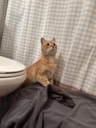 Found/Stray Male Cat last seen 14th and River, Boise, ID 83702