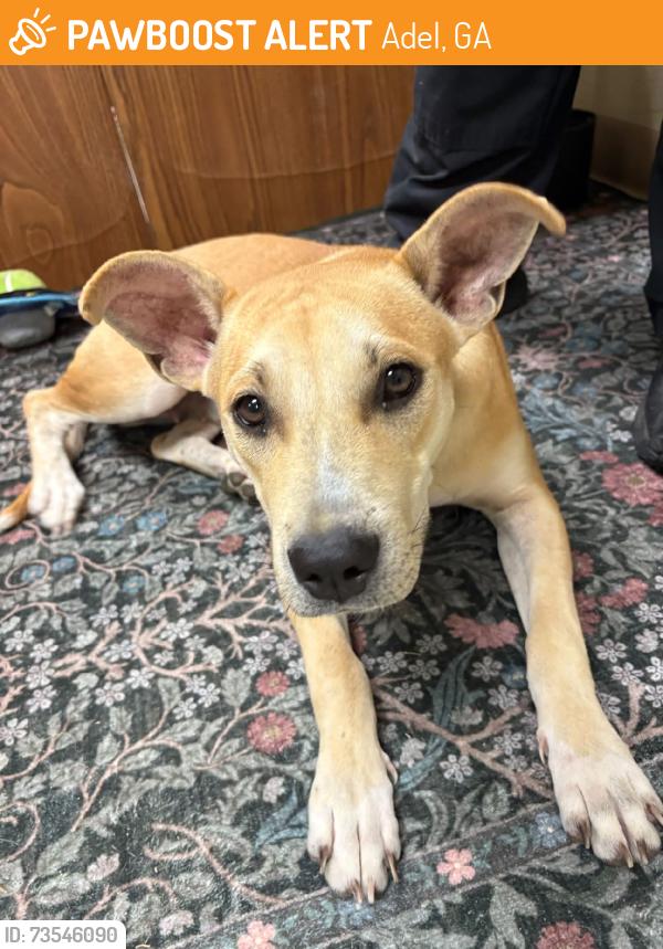Found/Stray Female Dog last seen Adel animal control, Adel, GA 31620