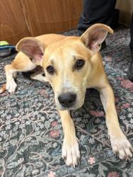 Found/Stray Female Dog last seen Adel animal control, Adel, GA 31620