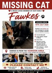 Lost Female Cat last seen wallsend, Tyne and Wear, England 