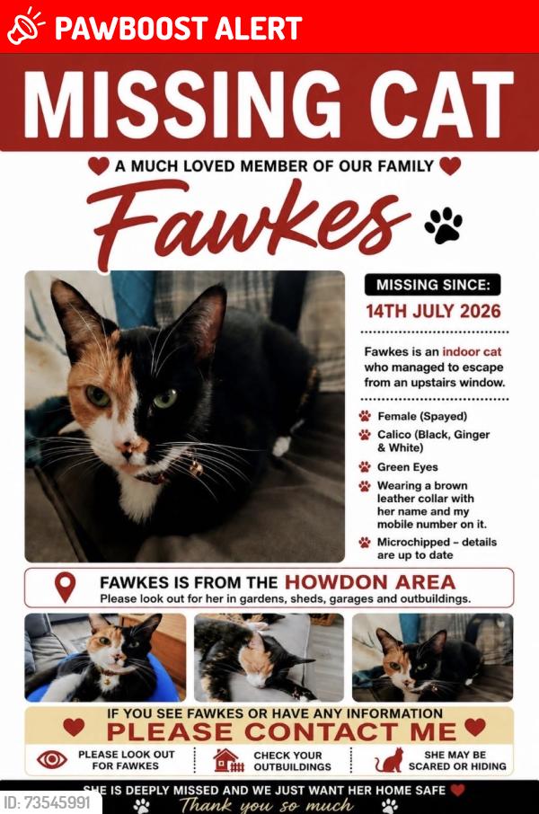 Lost Female Cat last seen wallsend, Tyne and Wear, England 