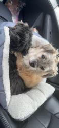 Reunited Male Dog last seen Oxbridge ct, St. Louis, MO 63146