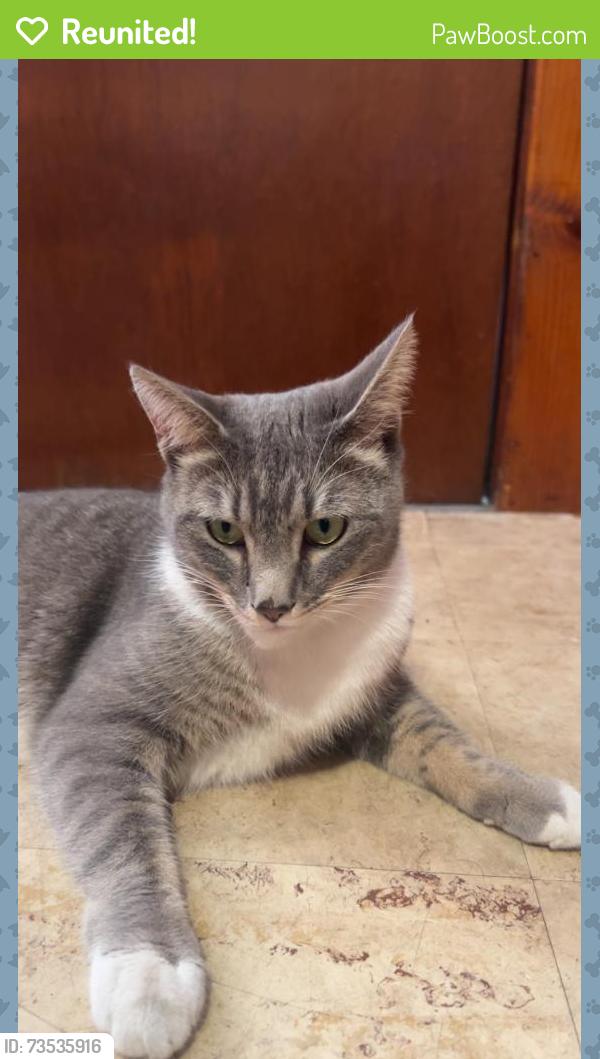 Reunited Female Cat last seen Ray st Webster, Webster, MA 01570