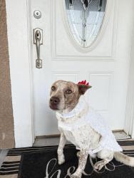 Reunited Female Dog last seen Riverside & Herndon, Fresno, CA 93722