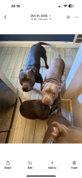Reunited Male Dog last seen Oakhurst in Kingwood, Porter, TX 77365