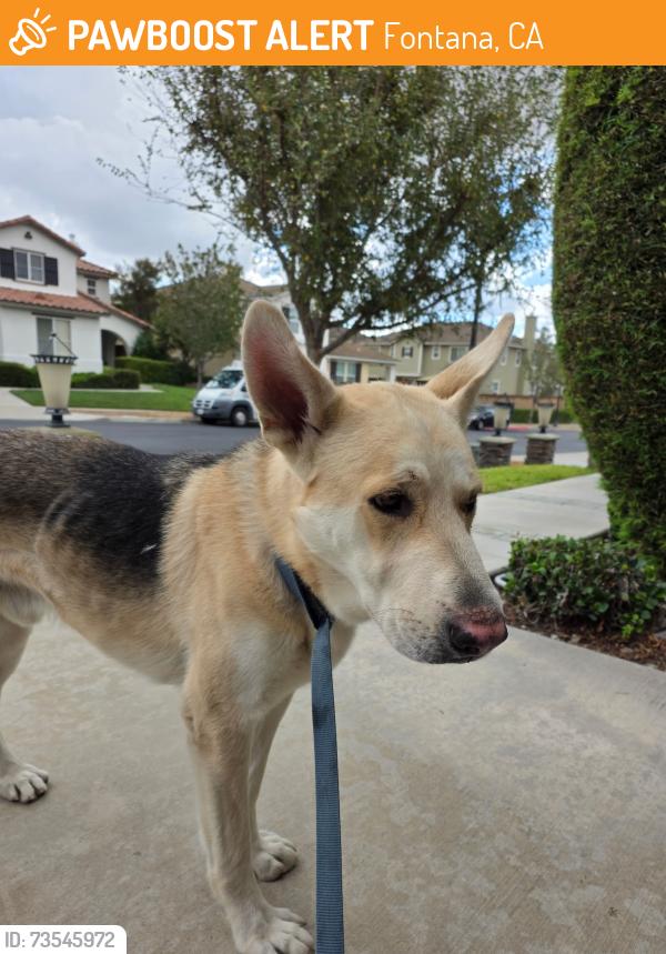 Found/Stray Male Dog last seen Lost horse drive & cole point lane, Fontana, CA 92336