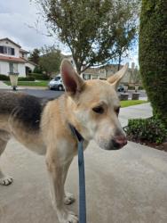 Found/Stray Male Dog last seen Lost horse drive & cole point lane, Fontana, CA 92336