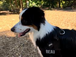 Reunited Female Dog last seen Long Lane and Bagsby Lane, Franklin, TN 37064