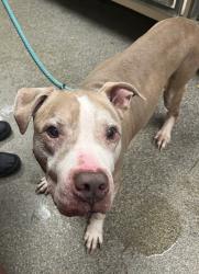 Shelter Stray Male Dog last seen 14th & Elm, Middletown, OH, 1820 Princeton Rd, Hamilton, OH 45011, USA