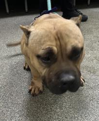 Shelter Stray Female Dog last seen Erie & Lincoln, Hamilton, OH, 1820 Princeton Rd, Hamilton, OH 45011, USA