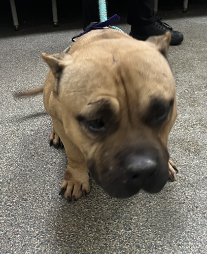 Shelter Stray Female Dog last seen Erie & Lincoln, Hamilton, OH, 1820 Princeton Rd, Hamilton, OH 45011, USA