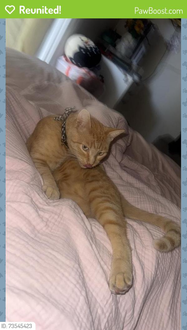 Reunited Male Cat last seen 157th and Stulman, Gardena, CA 90248