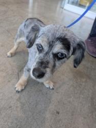 Shelter Stray Female Dog last seen Near Clairborne Dr, North District, TX, 355 Hillshire Dr, Haslet, TX 76052, USA