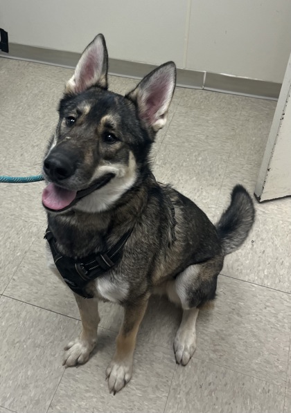 Shelter Stray Male Dog last seen Near Hamilton Eaton Rd, Wayne Twp, OH, 1820 Princeton Rd, Hamilton, OH 45011, USA