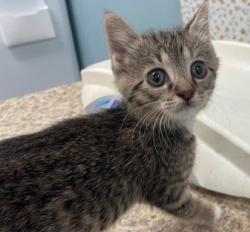 Shelter Stray Male Cat last seen Superior St, 43430, OH, 827 Illinois Ave, Maumee, OH 43537, USA