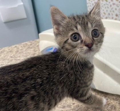 Shelter Stray Male Cat last seen Superior St, 43430, OH, 827 Illinois Ave, Maumee, OH 43537, USA