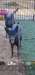 Lost Male Dog last seen Orange Vista and evans, Perris, CA 92571