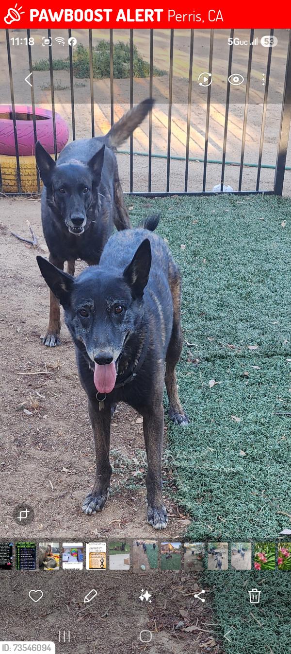 Lost Male Dog last seen Orange Vista and evans, Perris, CA 92571