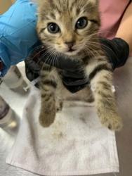 Shelter Stray Female Cat last seen Near Rivers Avenue, North Charleston, SC, 2455 Remount Rd, North Charleston, SC 29406, USA