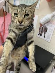 Shelter Stray Female Cat last seen Near Rivers Avenue, North Charleston, SC, 2455 Remount Rd, North Charleston, SC 29406, USA
