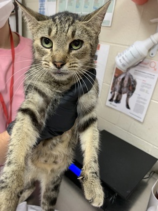 Shelter Stray Female Cat last seen Near Rivers Avenue, North Charleston, SC, 2455 Remount Rd, North Charleston, SC 29406, USA
