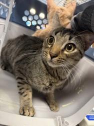 Shelter Stray Male Cat last seen Near Cornwall Road, Decatur, GA, 30032, 30032, GA, 3280 Chamblee Dunwoody Rd, Chamblee, GA 30341, USA