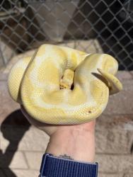 Shelter Stray Unknown Snake last seen Near SIGHTLINE DRIVE, North Charleston, SC, 2455 Remount Rd, North Charleston, SC 29406, USA