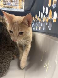 Shelter Stray Male Cat last seen Near Cornwall Road, Decatur, GA, 30032, 30032, GA, 3280 Chamblee Dunwoody Rd, Chamblee, GA 30341, USA