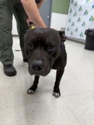 Shelter Stray Male Dog last seen , Gulfport, MS, 2615 25th Ave, Gulfport, MS 39501, USA