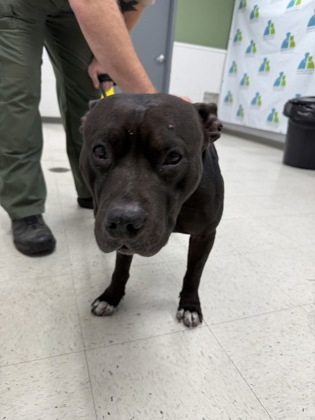 Shelter Stray Male Dog last seen , Gulfport, MS, 2615 25th Ave, Gulfport, MS 39501, USA