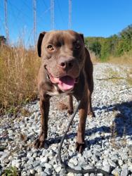 Shelter Stray Male Dog last seen Near Palm Dr., East Point, GA, 1251 Fulton Industrial Blvd NW, Atlanta, GA 30336, USA