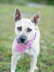 Shelter Stray Female Dog last seen Near forrest park rd, Atlanta, GA, 1251 Fulton Industrial Blvd NW, Atlanta, GA 30336, USA