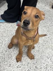 Shelter Stray Female Dog last seen 37-7 WADLEY ST NW, Atlanta, GA, 1251 Fulton Industrial Blvd NW, Atlanta, GA 30336, USA