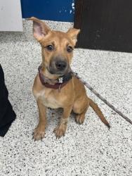 Shelter Stray Female Dog last seen 37-7 WADLEY ST NW, Atlanta, GA, 1251 Fulton Industrial Blvd NW, Atlanta, GA 30336, USA