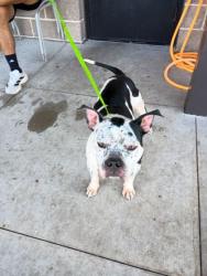 Shelter Stray Male Dog last seen Near Donald Hollowell Pkwy, Atlanta, GA, 1251 Fulton Industrial Blvd NW, Atlanta, GA 30336, USA