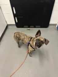 Shelter Stray Female Dog last seen Near block Jefferson St, Seattle, WA, 2061 15th Ave W, Seattle, WA 98119, USA