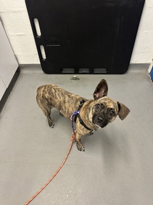 Shelter Stray Female Dog last seen Near block Jefferson St, Seattle, WA, 2061 15th Ave W, Seattle, WA 98119, USA