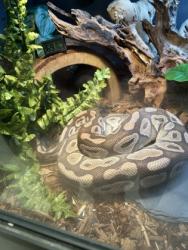 Shelter Stray Unknown Snake last seen Near blk of 22nd Ave, Seattle, WA, 2061 15th Ave W, Seattle, WA 98119, USA