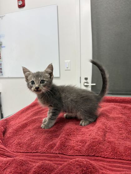 Shelter Stray Male Cat last seen 19th and indiana, 64127, MO, 7077 Elmwood Ave, Kansas City, MO 64132, USA