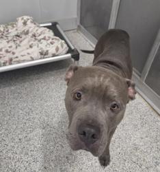 Shelter Stray Male Dog last seen Near Royal Dr, Zone 2, TX, 8755 Farm to Market 1516, Converse, TX 78109, USA