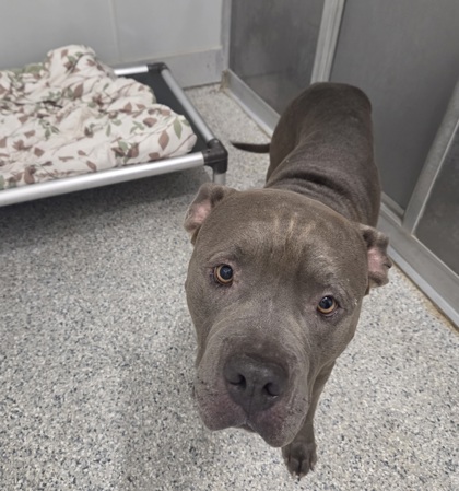 Shelter Stray Male Dog last seen Near Royal Dr, Zone 2, TX, 8755 Farm to Market 1516, Converse, TX 78109, USA