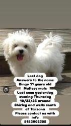 Lost Male Dog last seen Wells & Shirley, Los Angeles, CA 91356
