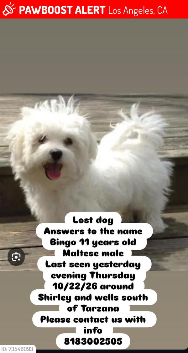 Lost Male Dog last seen Wells & Shirley, Los Angeles, CA 91356
