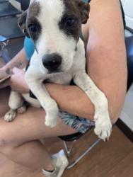 Shelter Stray Female Dog last seen Near Bevan Dr, 70817, LA, 2550 Gourrier Ave, Baton Rouge, LA 70820, USA