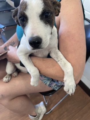 Shelter Stray Female Dog last seen Near Bevan Dr, 70817, LA, 2550 Gourrier Ave, Baton Rouge, LA 70820, USA
