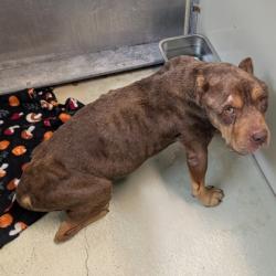 Shelter Stray Male Dog last seen Near GIL HARBIN INDUSTRIAL BLVD, Valdosta-31601, GA, 337 Gil Harbin Industrial Blvd, Valdosta, GA 31601, USA