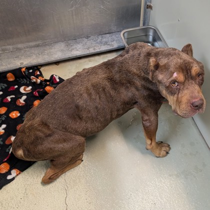 Shelter Stray Male Dog last seen Near GIL HARBIN INDUSTRIAL BLVD, Valdosta-31601, GA, 337 Gil Harbin Industrial Blvd, Valdosta, GA 31601, USA