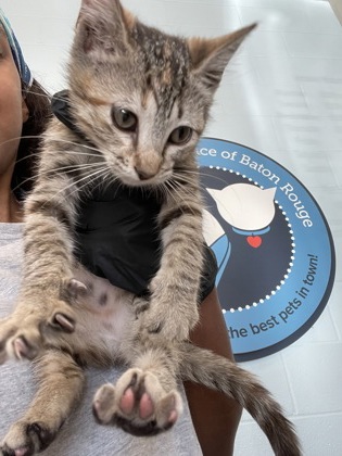 Shelter Stray Female Cat last seen Near Jefferson Hwy, 70817, LA, 2550 Gourrier Ave, Baton Rouge, LA 70820, USA