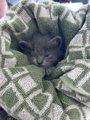 Shelter Stray Male Cat last seen Heritage Drive, New Bern City Limits, NC, 1639 Old Airport Rd, New Bern, NC 28562, USA